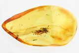 Detailed Fossil Dagger Fly (Empididae) In Baltic Amber #325474-1